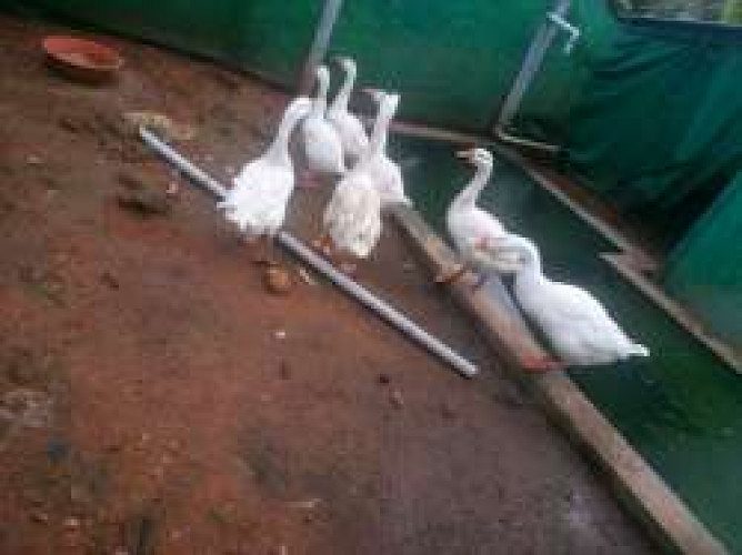 Goose(vatha)for Sale