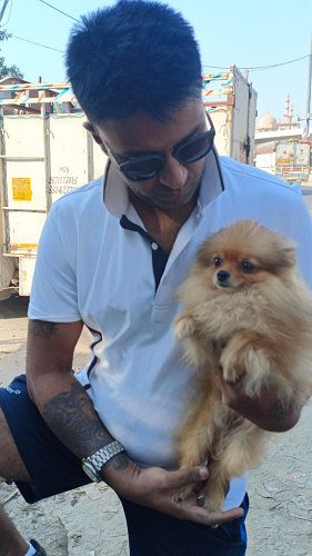 Gorgeous Little Pomeranian Pups For Sale 9654249090