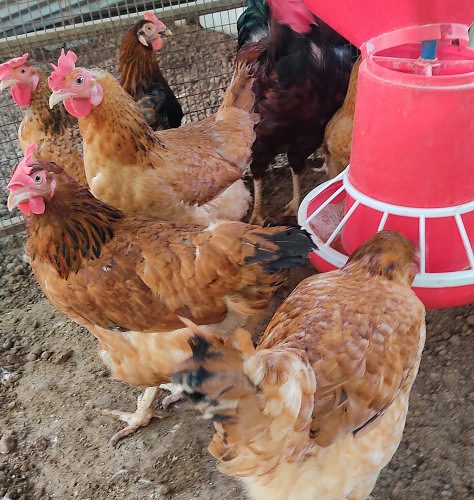 gramapriya 22 ennam kodukkan ondu