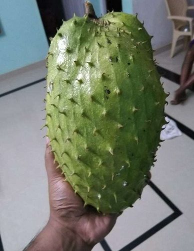 Graviola fruit ready to eat