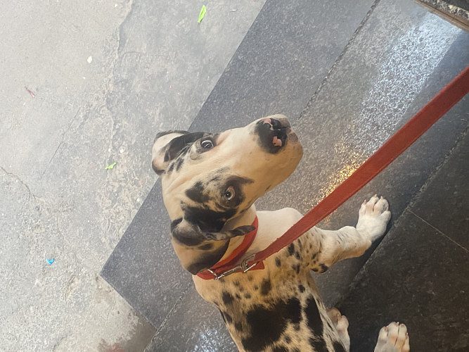 Great Dane dog for sale ( male )