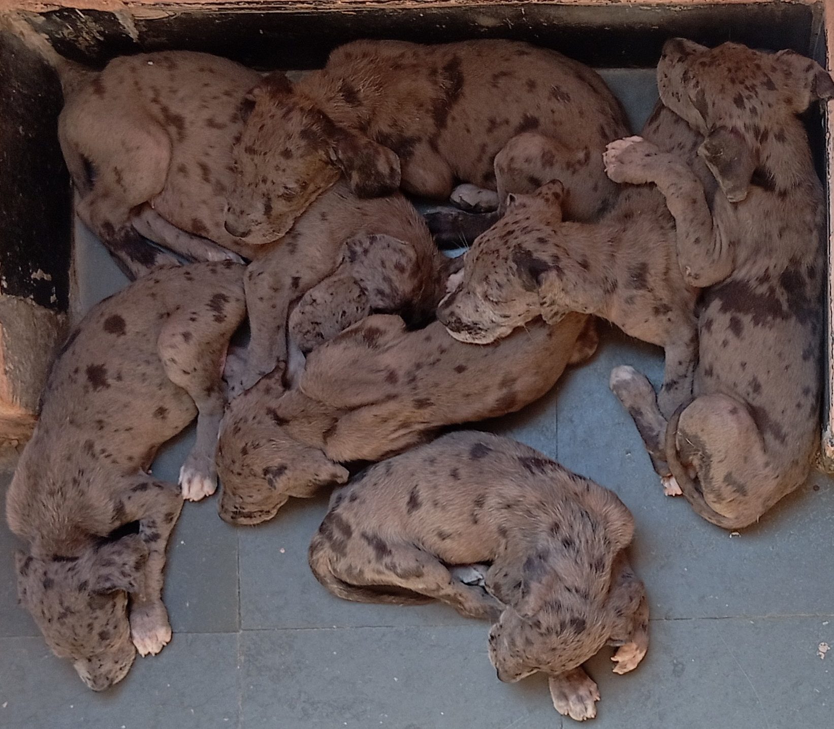 Great dane harleyquen puppies for sale