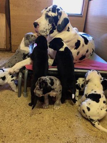 Great dane puppies 9047773374