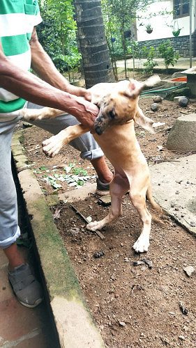 Great Dane puppies for sale in Thrissur