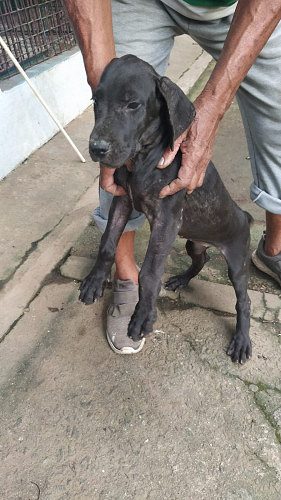 Great Dane puppies for sale in Thrissur