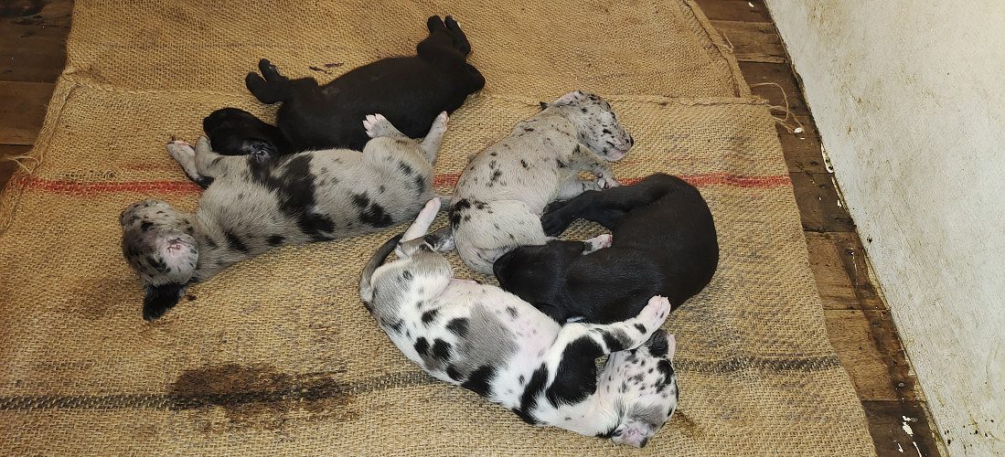 Great dane puppies for sale