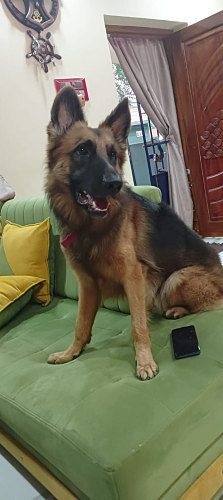 Gsd female