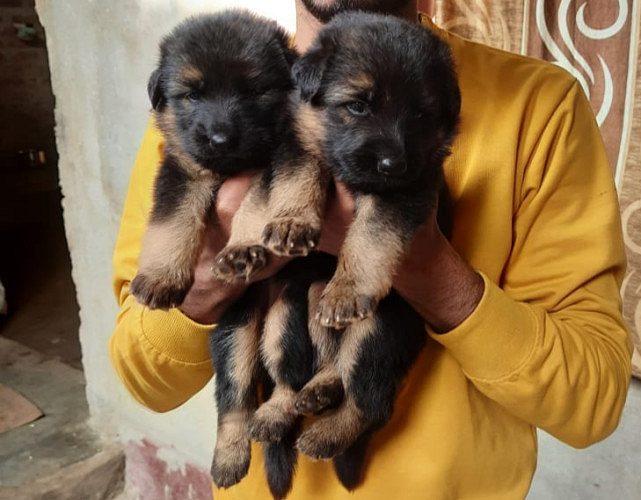 Gsd long coat female