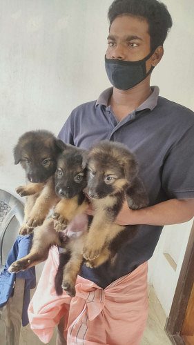 gsd puppies