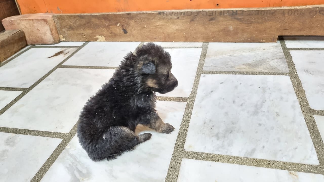 Gsd Puppy For sale