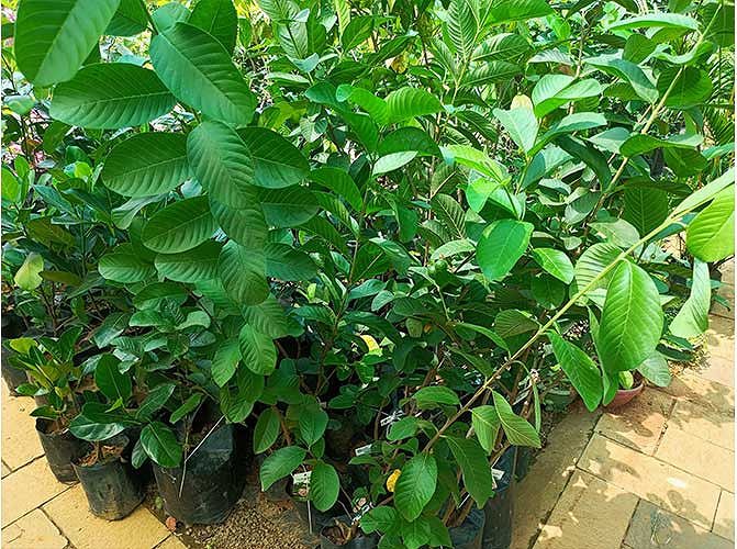 Guava Plant Saplings