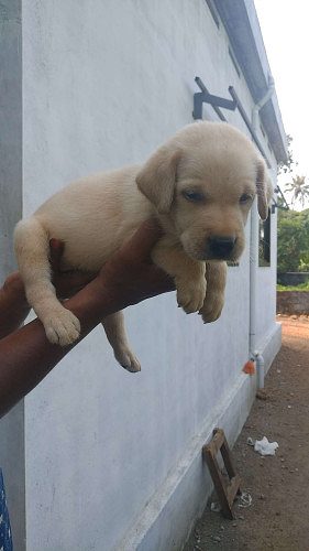 Gud quality lab puppies for sale 