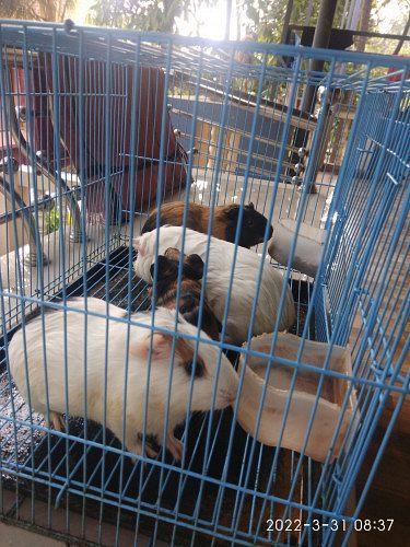 Guinea pig for sale
