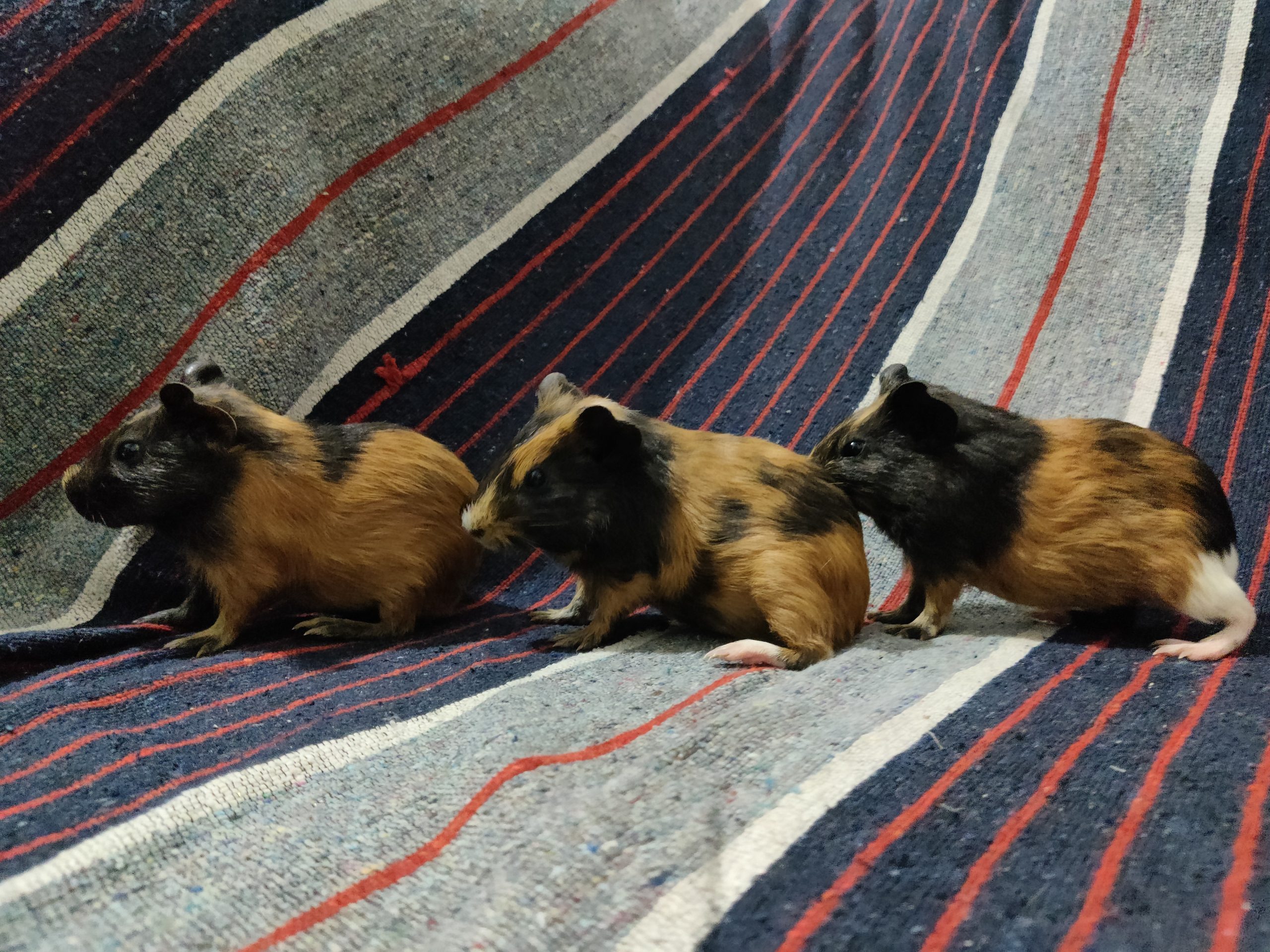 3 Guinea pigs with cage and bottle - 9601995203
