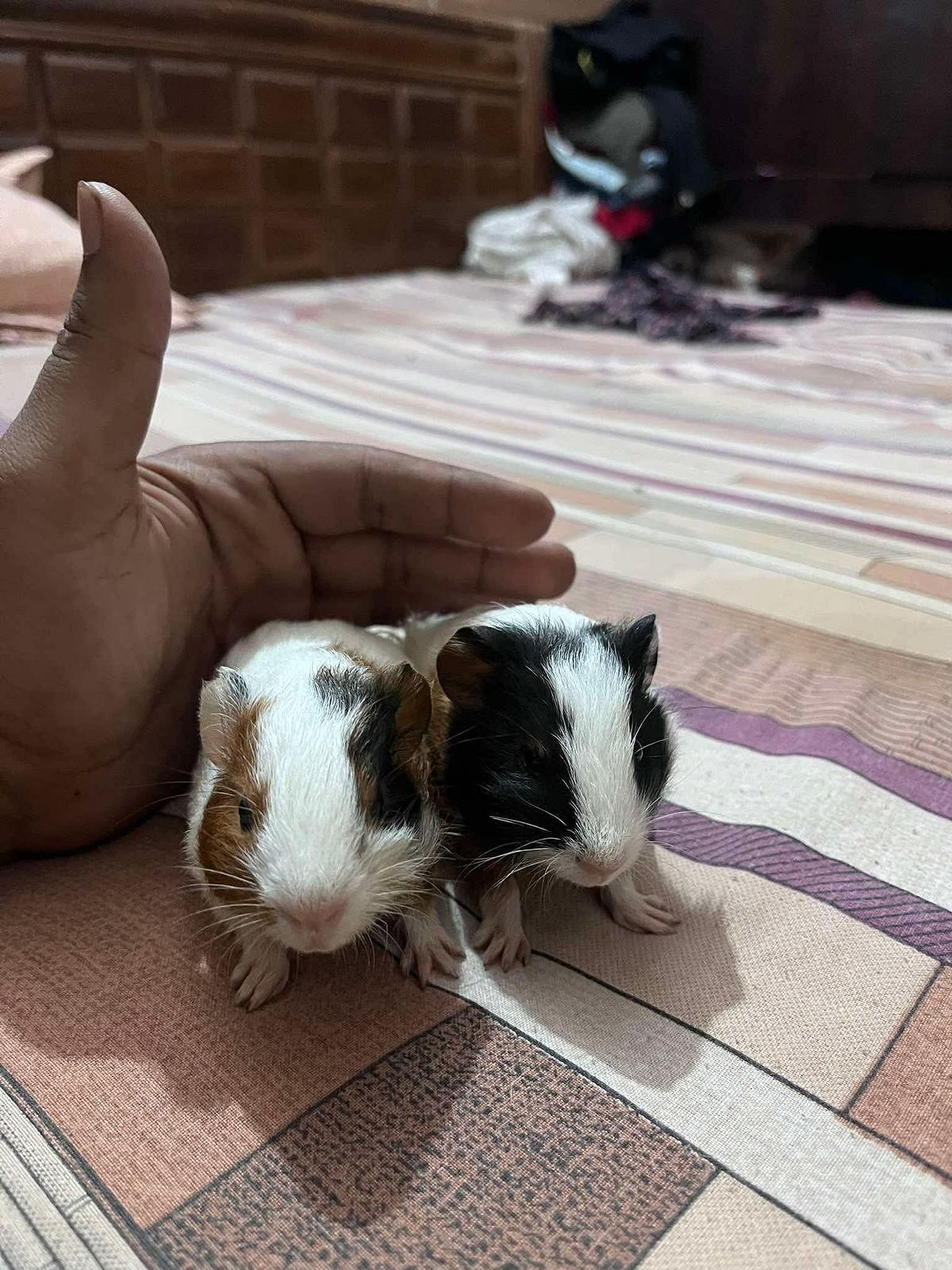 Guinea pigs