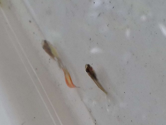 Guppy, nadan fish for sale