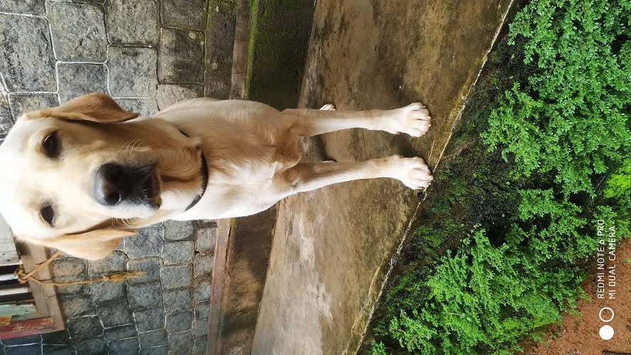 1 and half year old Labrador