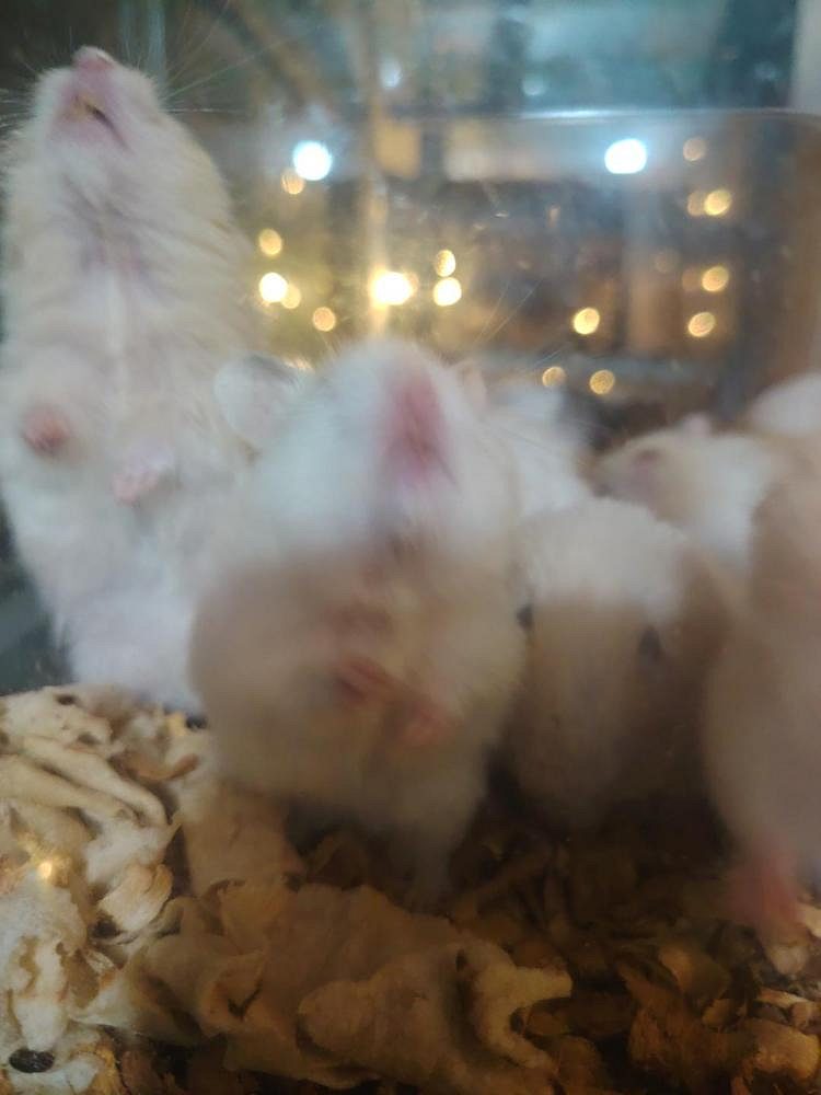 Hamster Syrian male&female