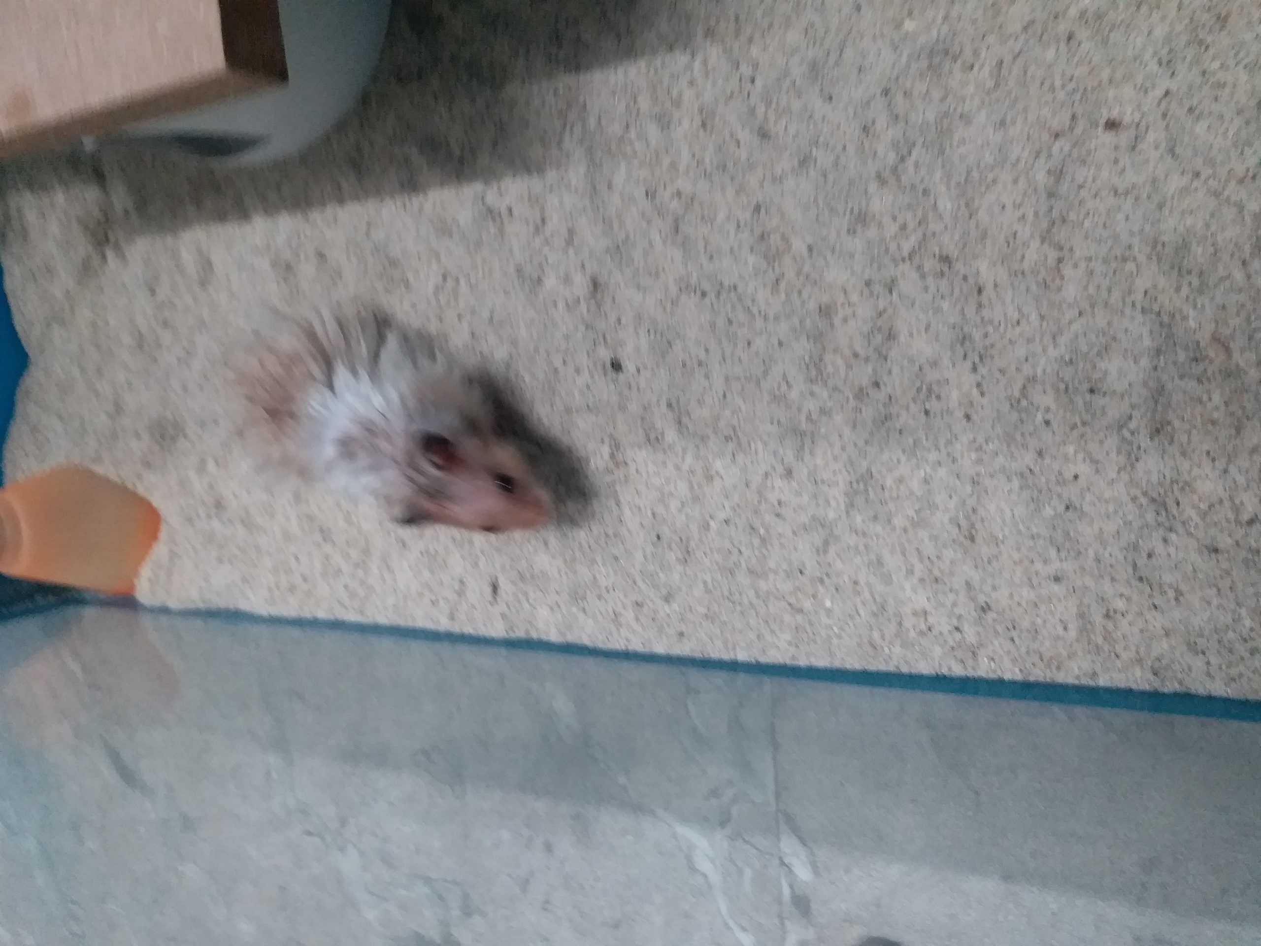 Hamsters for sale in HYDERABAD