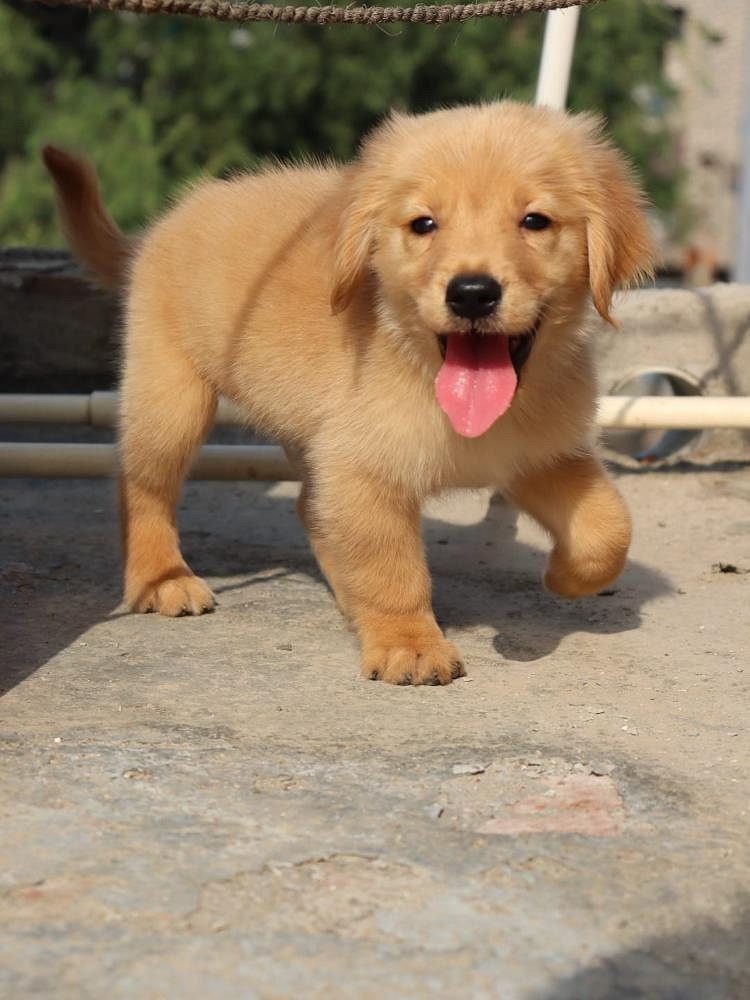 Happy healthy golden retriever puppies for sale..9927332288