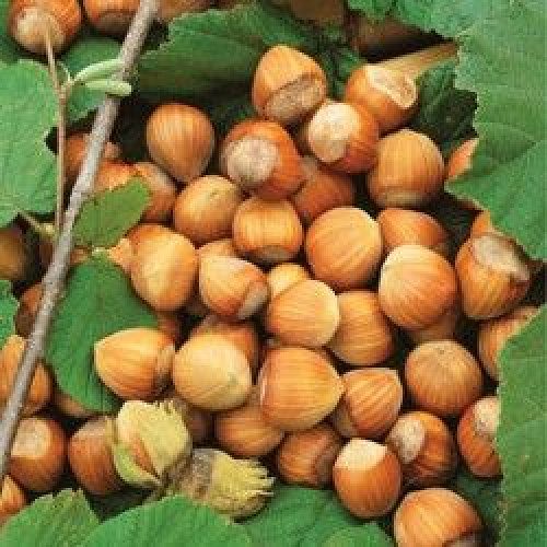 Hazelnut trees for sale