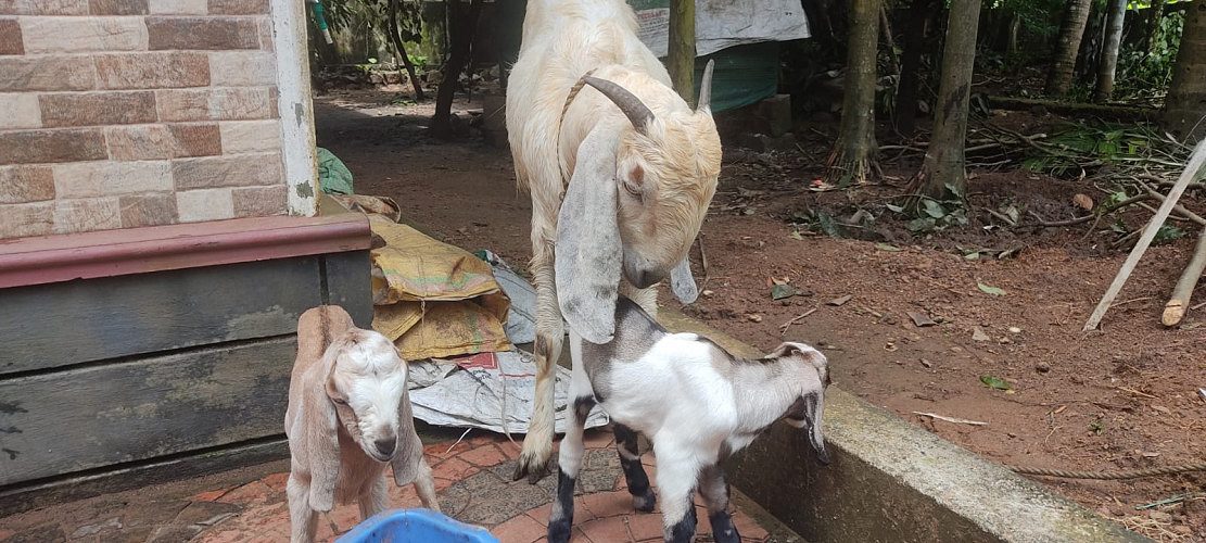he Female Jamunapari Goat along with her 2 Kid Lambs
