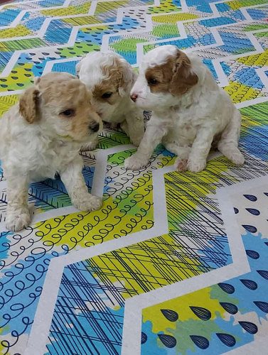 HEALTHY & ACTIVE POODLE DOODIES ARE READY TO GO NEW HOMES ROYAL ORCHID PAWS