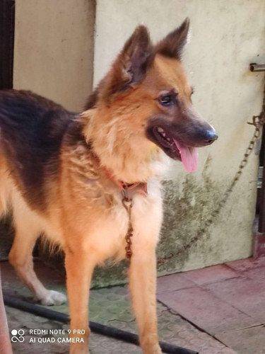 Healthy German shepherd