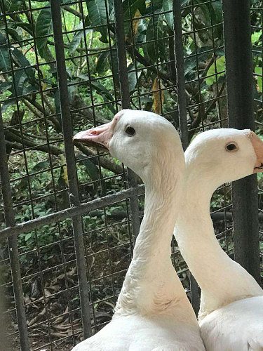 Healthy goose for sale 