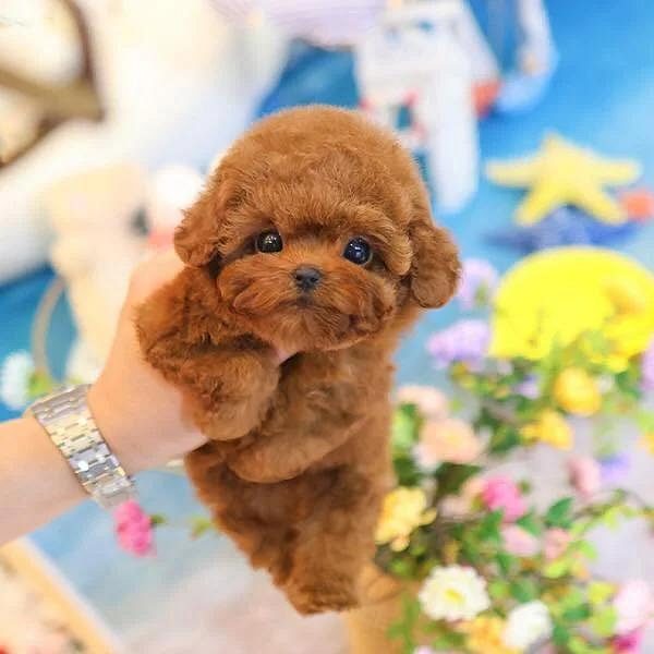 Healthy Puppies for Sale in Bangalore – Find Your Perfect Puppy