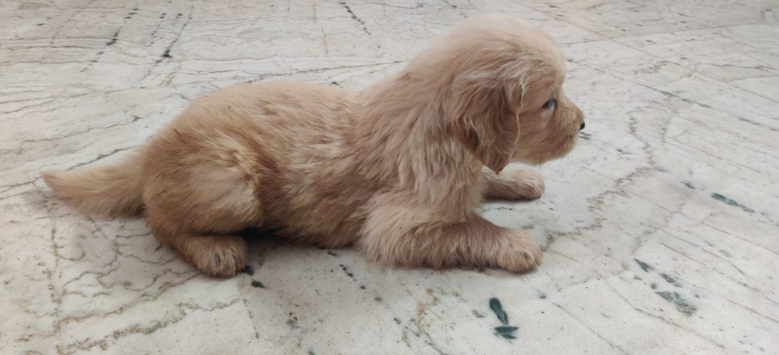 Heavy Bone Golden Retriever Puppies