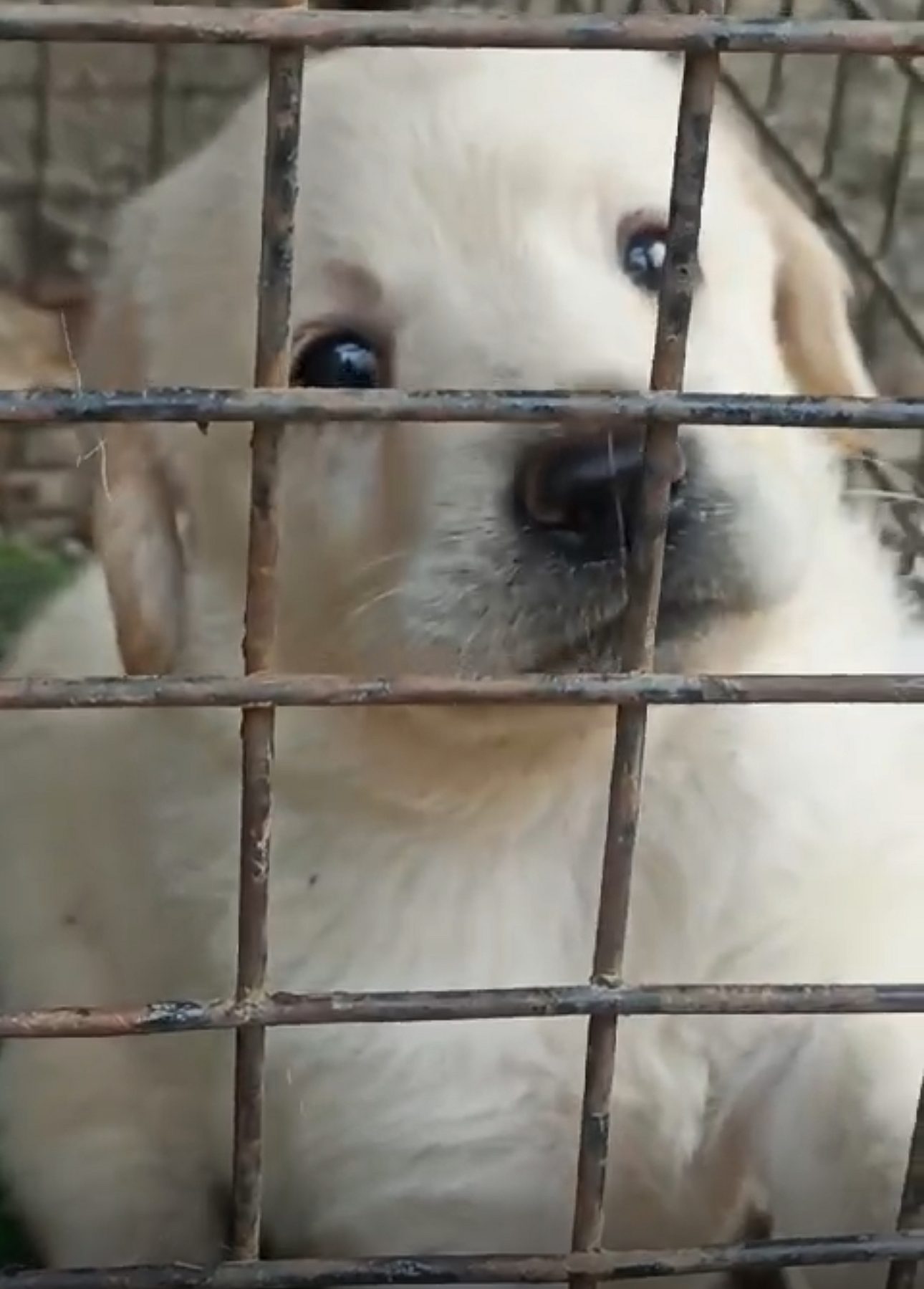 Heavy bone Labrador milky white colour