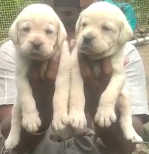 Heavy bone size lab puppies  for  sale @7500