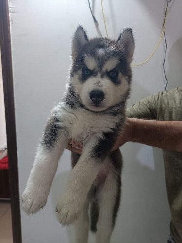 Heavy male Siberian husky puppy (7 weeks)