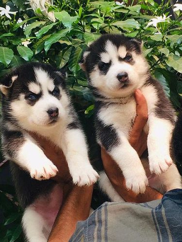 Heavy quality Siberian Husky puppies for new home