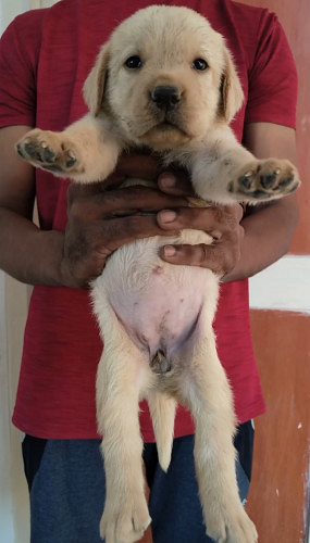 Heavy Size Labrador puppy Available