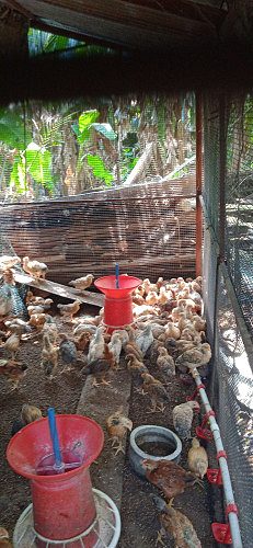 Hen for sale (grama priya) 