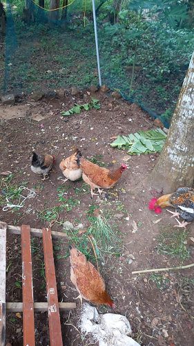 Hens for sale