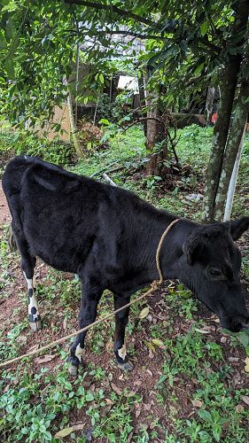 HF Cow