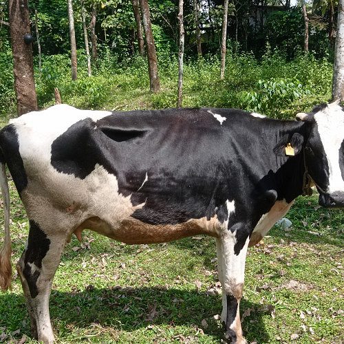 HF COW FOR SALE