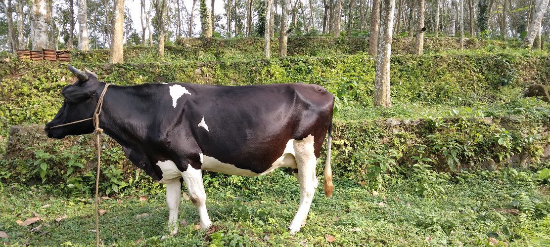 HF Cow ready for Sale