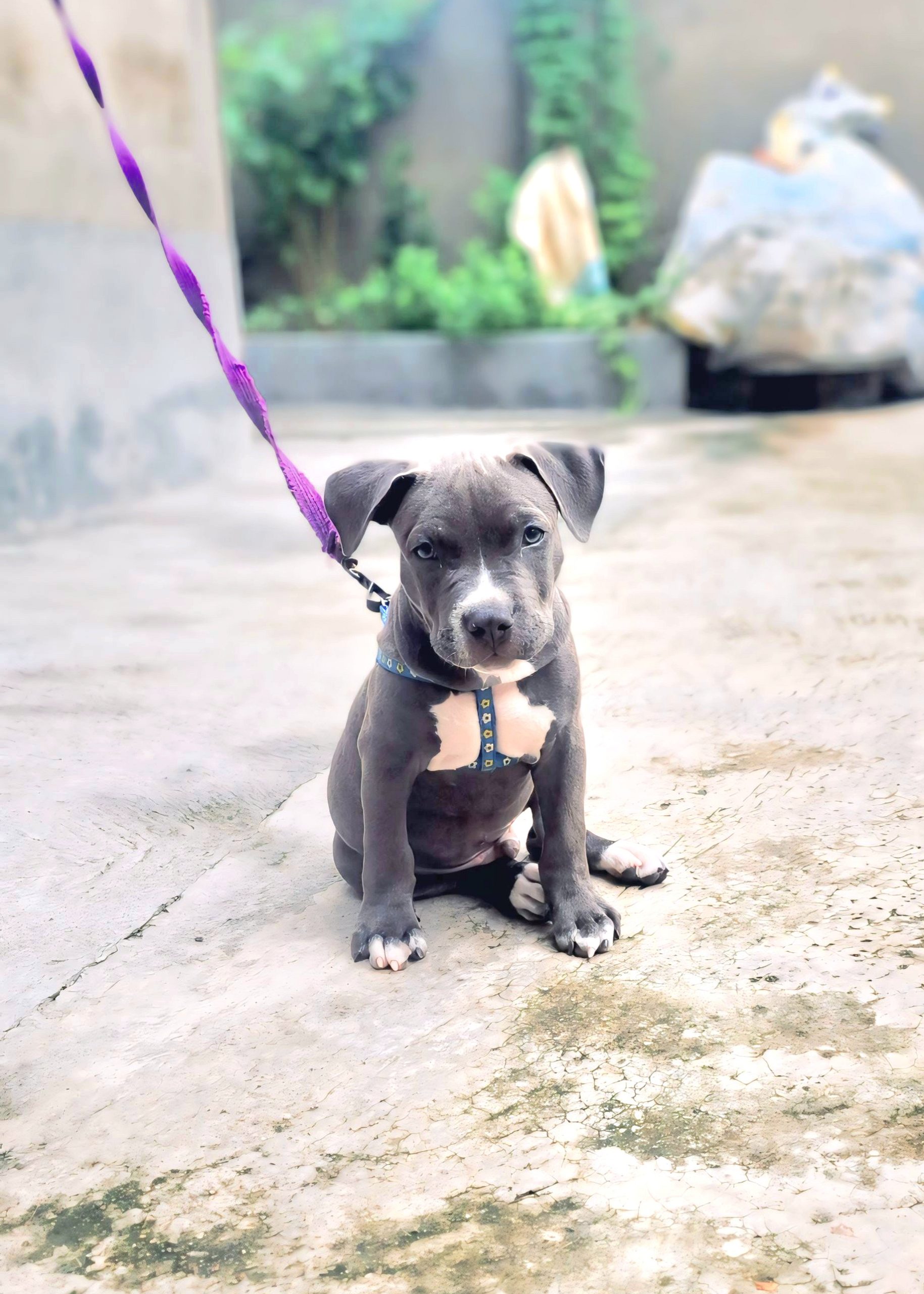 Hi, I have a American bully male puppy