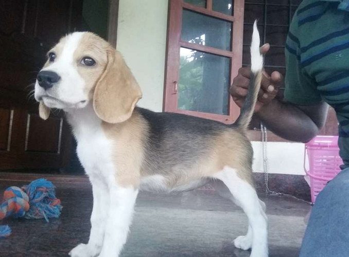 High breed Beage puppy 4 months old