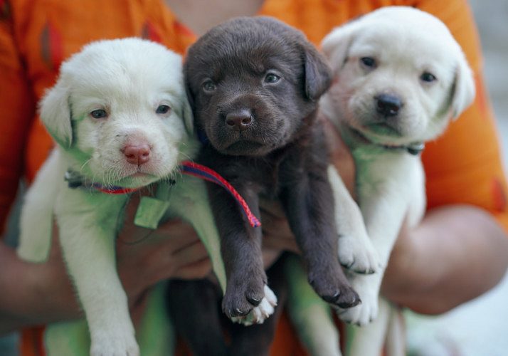 High Quality Labrador Puppies available in Kochi, Kerala-Contact: +91 9446206583