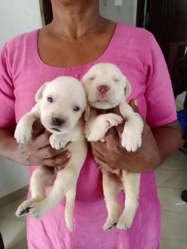 High quality labrador puppies for sale