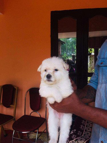 High quality terior puppies for sale ..male female availble 