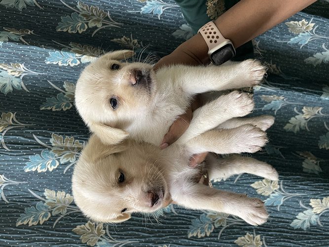 Home breed Labrador puppies for sale