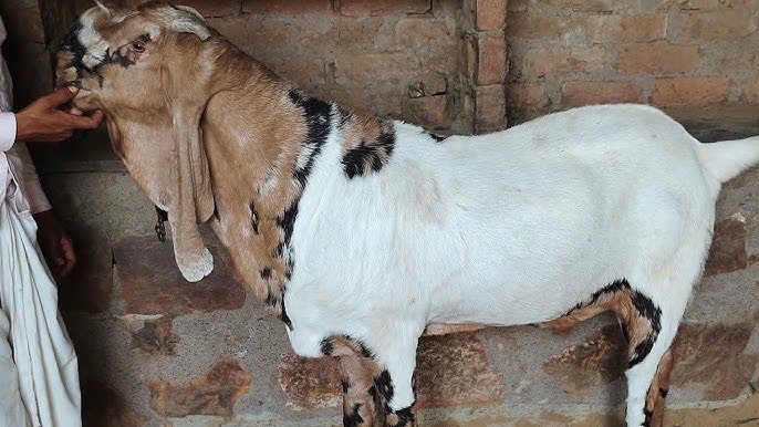 Home delivery available delivery