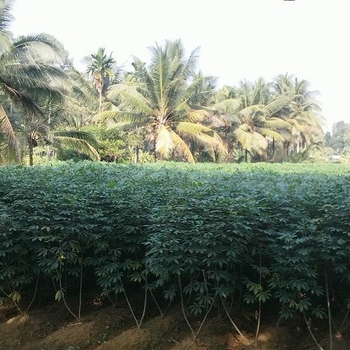 House plots for sale near marangad ramapuram