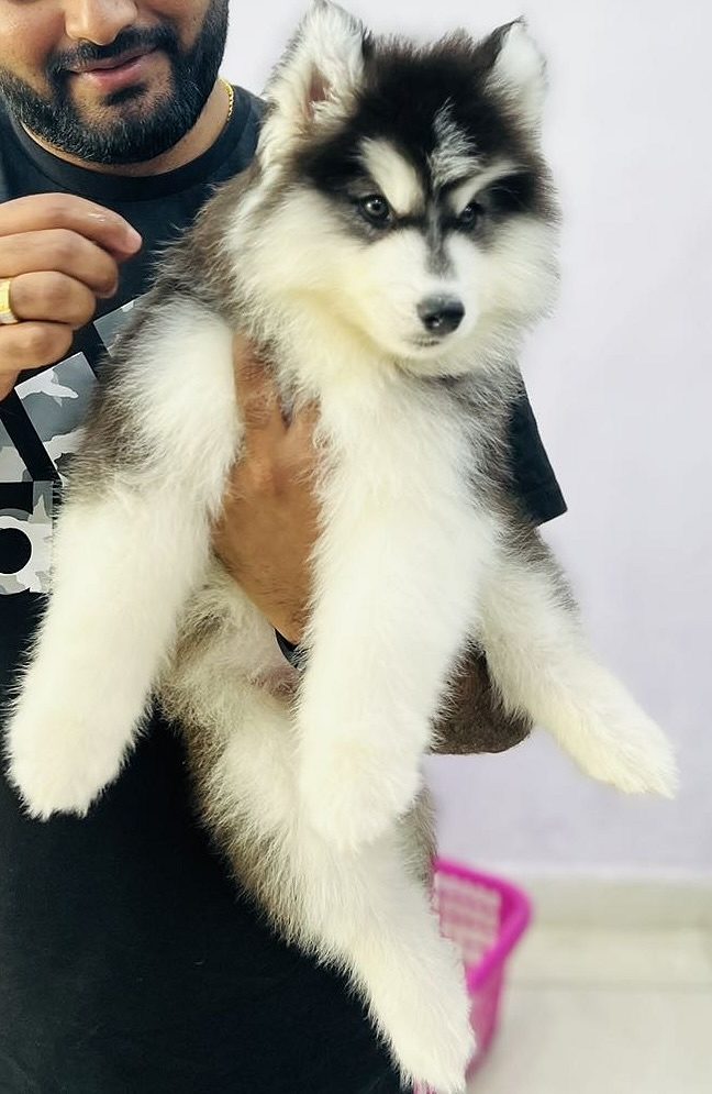 Huskie for sale